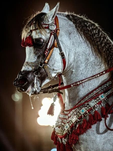 Spectacle animalier