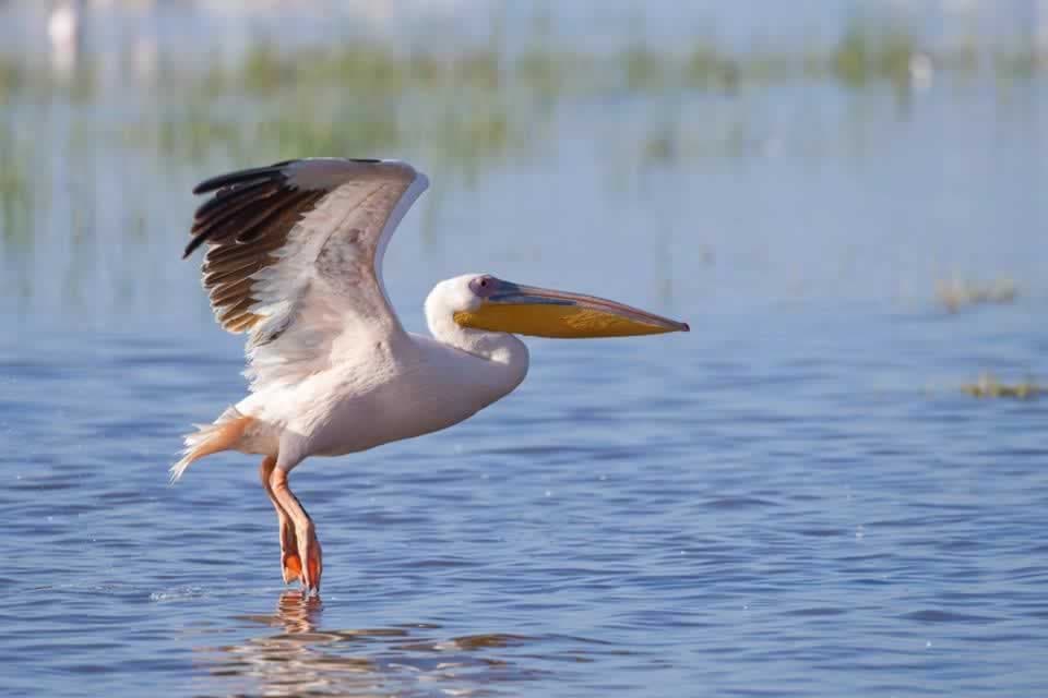image-0