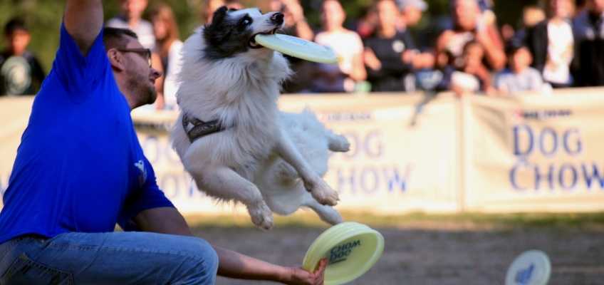 Organiser un spectacle avec des animaux pour un arbre de Noël d’enfants