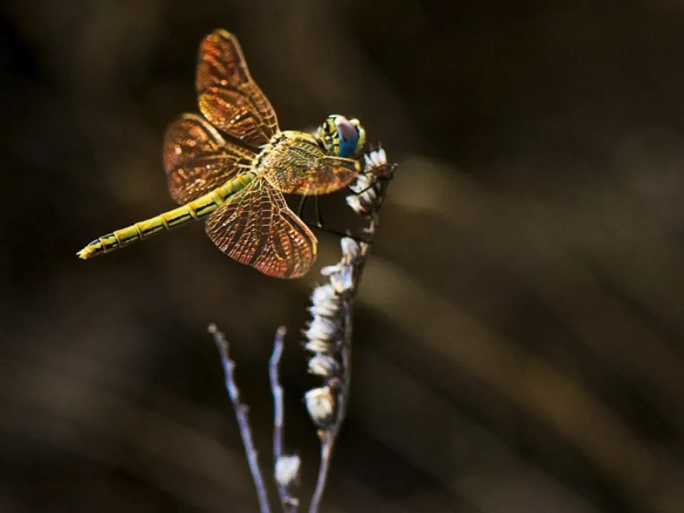 SOPHIE SAÂDA PHOTOGRAPHE