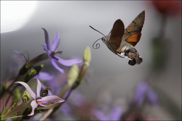 ROLAND COLLIGNON - ARCALOD STUDIO