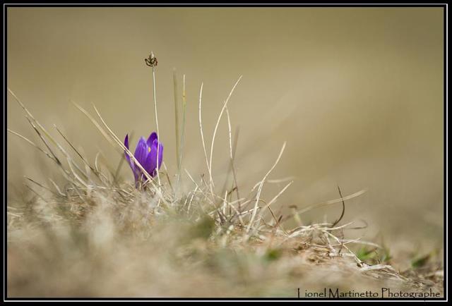 Lionel Martinetto Photographe