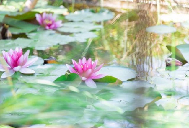 ROXANE MULLER PHOTOGRAPHE