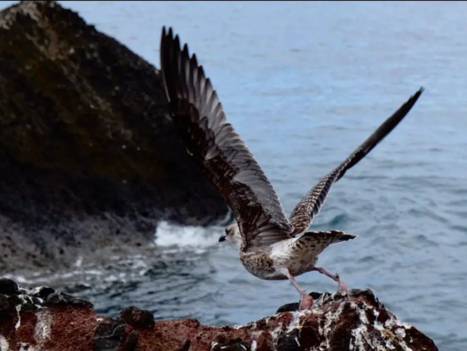 JEANNE ALEXANDRE VIDÉOS