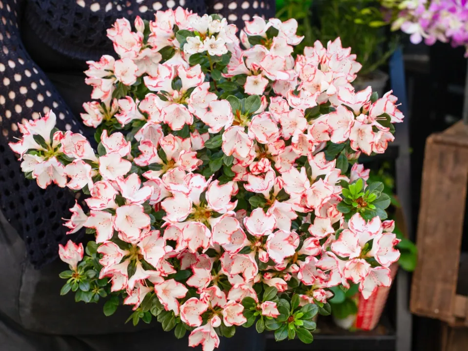 AS 2 FLEURS 