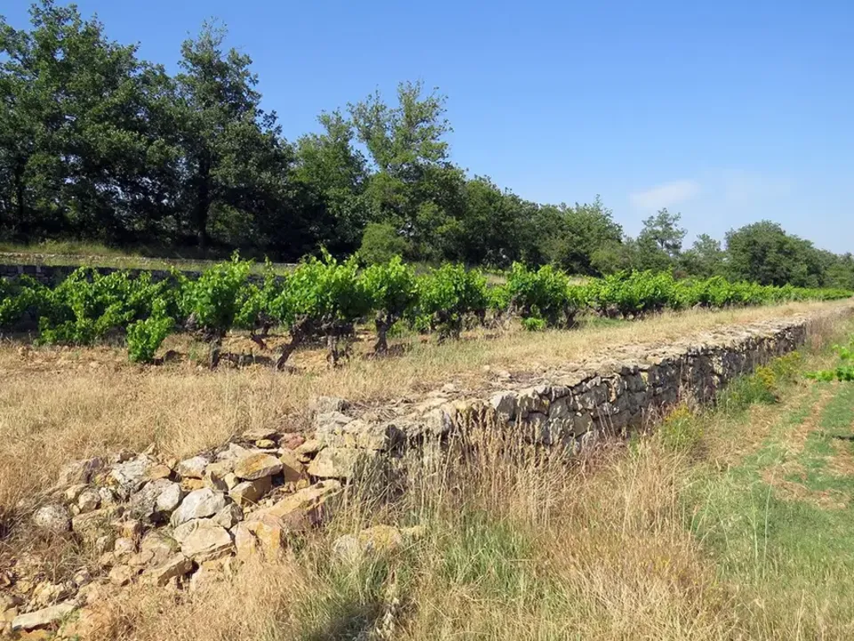 Domaine Les Mûriers