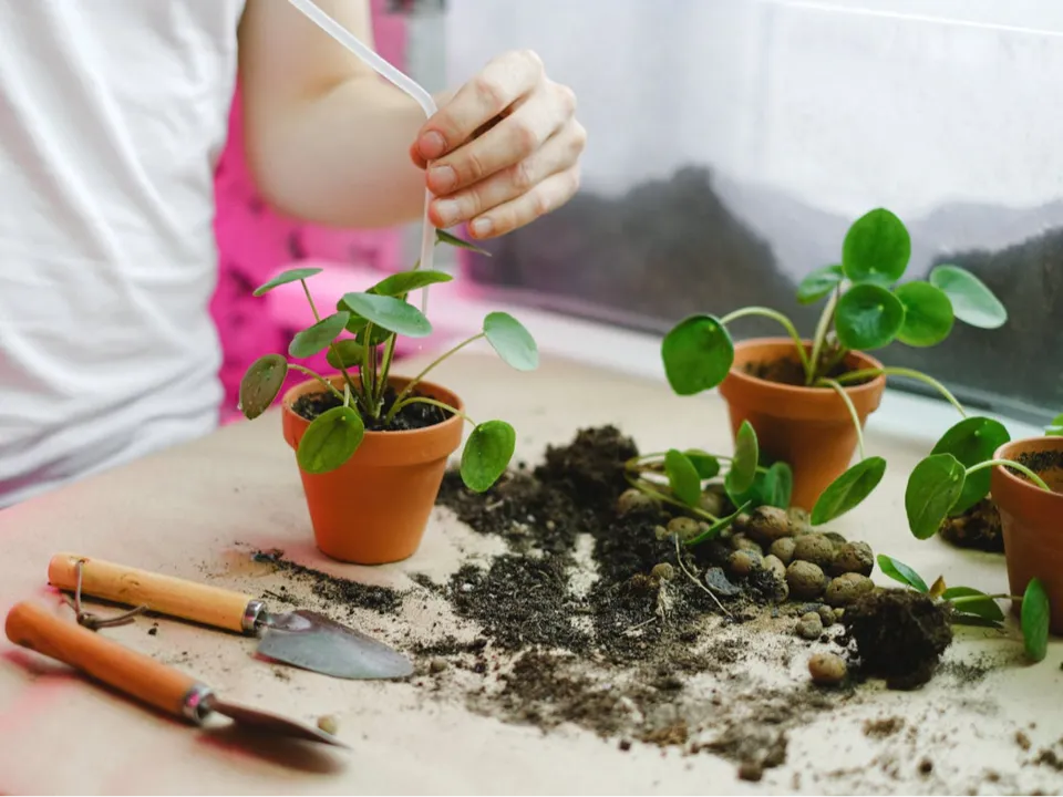 SEB TAN & L'IDEE VERTE