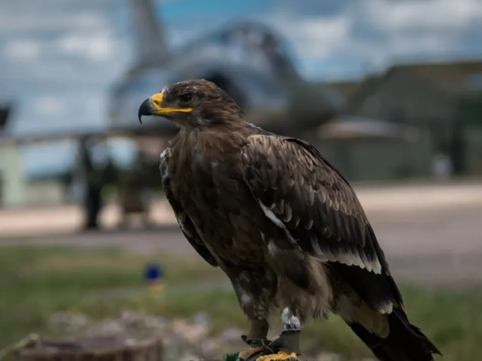 FALCON TEMPORIS