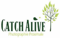 Catch Alive