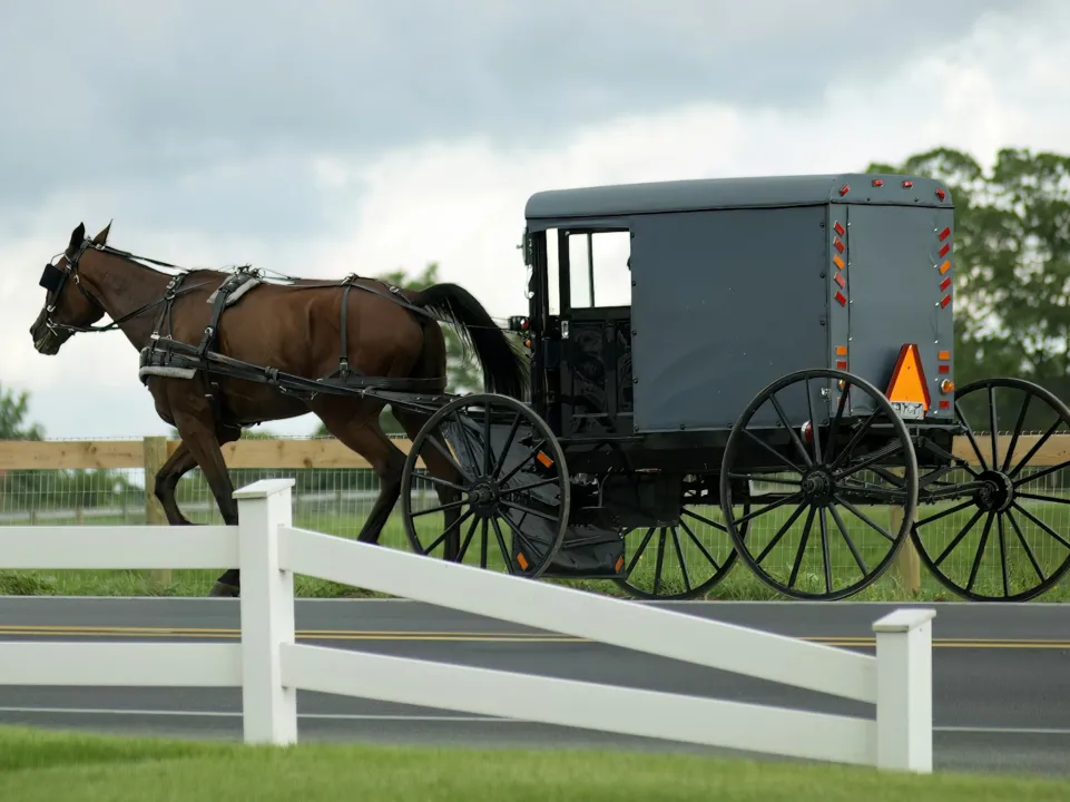 ELEVAGE COB NORMAND DES ROCHES