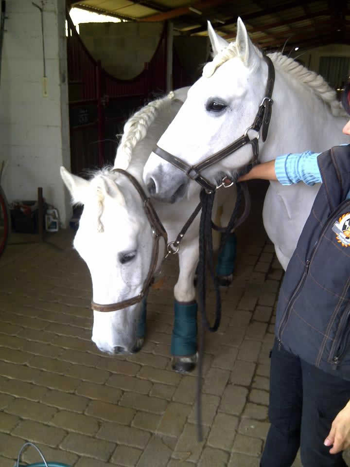  LES ECURIES DU DEVANT