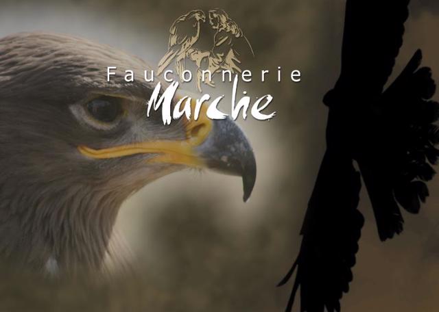 Fauconnerie Marche