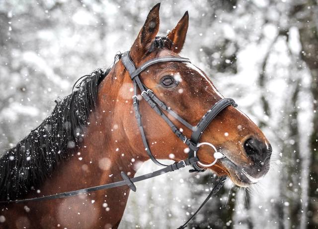 BARBEAU COCHET LIESE