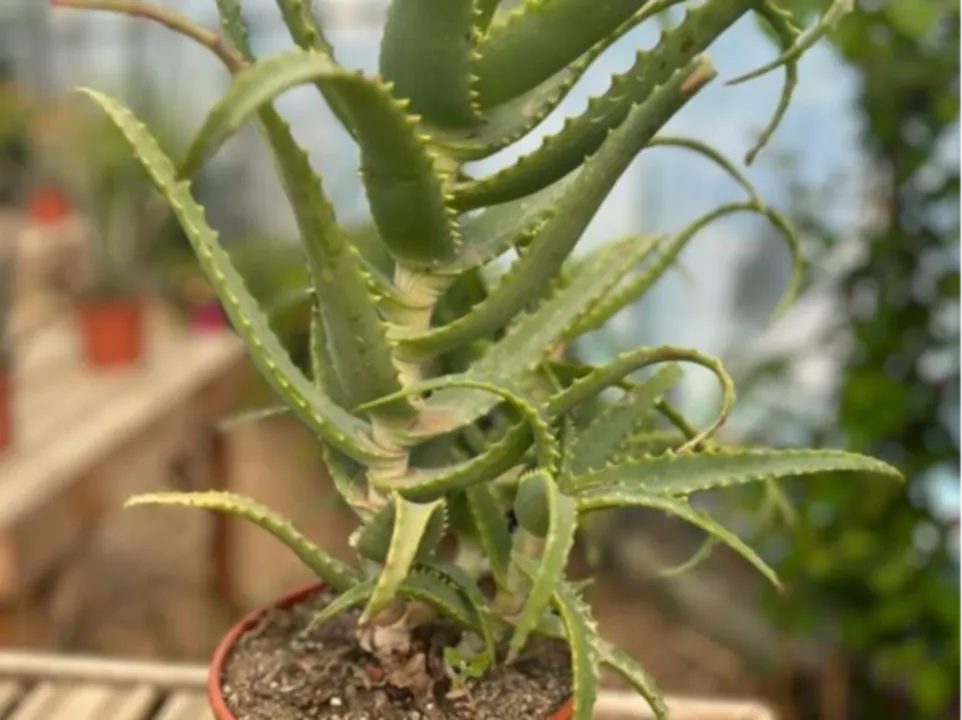 ELIT'PLANTES