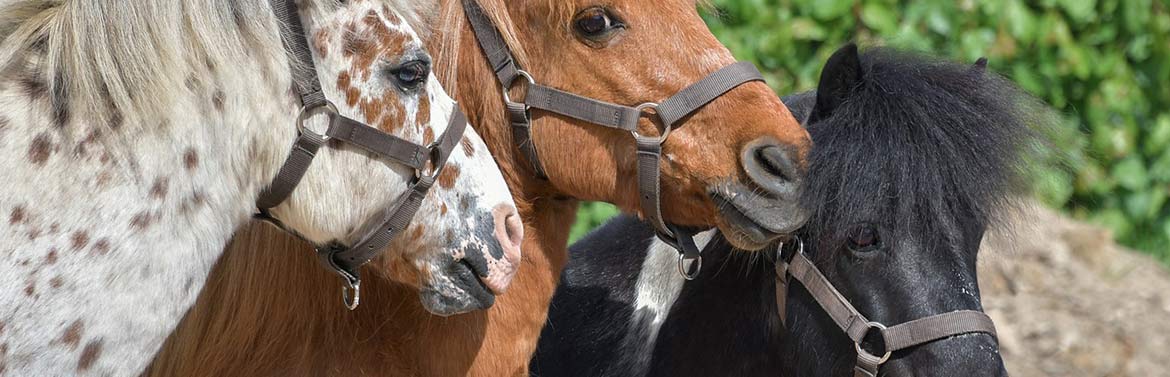 Location de poney en Nouvelle Aquitaine