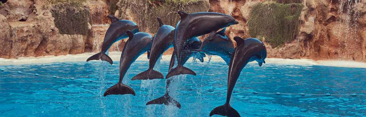 Spectacle animalier en Nouvelle Aquitaine