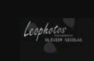 Leophotos