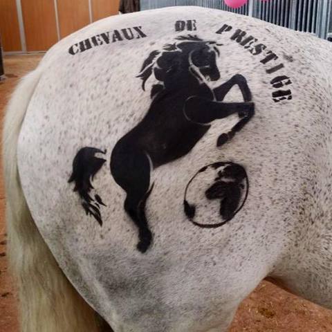 CHEVAUX DE PRESTIGE